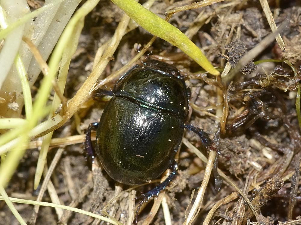 Geotrupidae?  Anoplotrupes stercorosus (cf.)